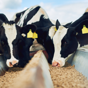 Algol Chemicals' portfolio includes a comprehensive range of feed additives.