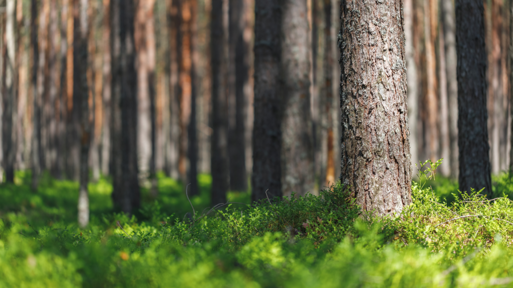 The EU Regulation on Deforestation-free Products (EUDR)