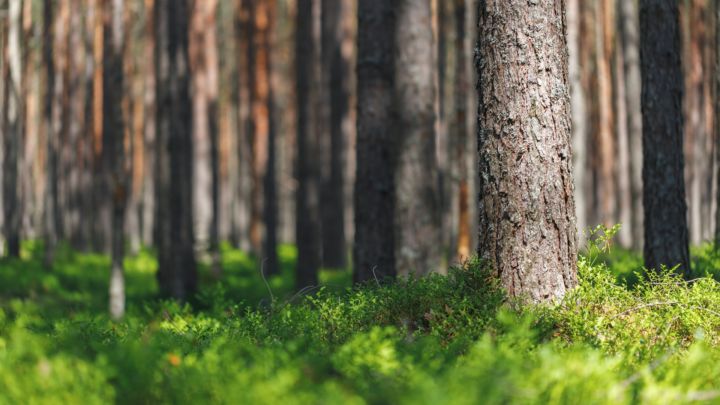 Mets&auml;katoasetuksen my&ouml;t&auml; uudet vaatimukset vastuulliselle tuotannolle ja metsien suojelulle